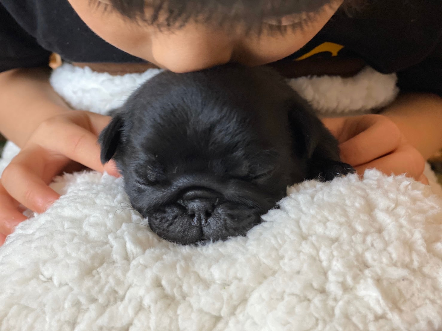 黒パグの子 埼玉県でブルドッグブリーダー 子犬販売ならbullhouse Inoue