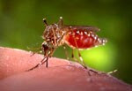 Photo: Mosquito biting person
