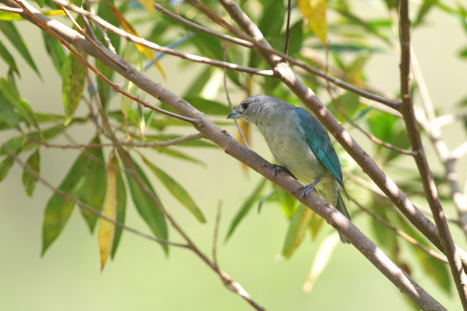 ブラジル探鳥 ウバツバ Ubatuba