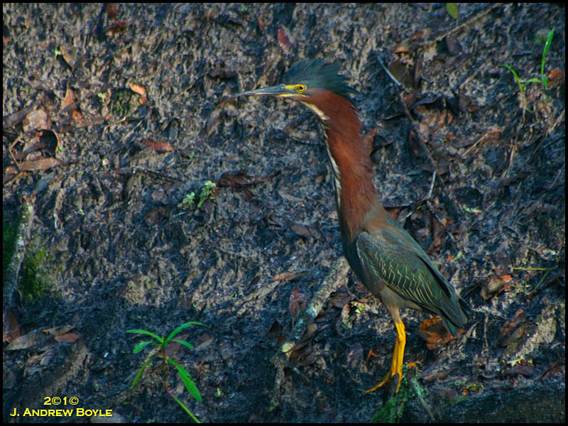 Green Heron