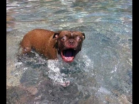 犬猫動画 おもしろ犬 お風呂が嫌いな犬の反応が超面白い 長さ 5 54 犬猫おもしろ動画まとめ