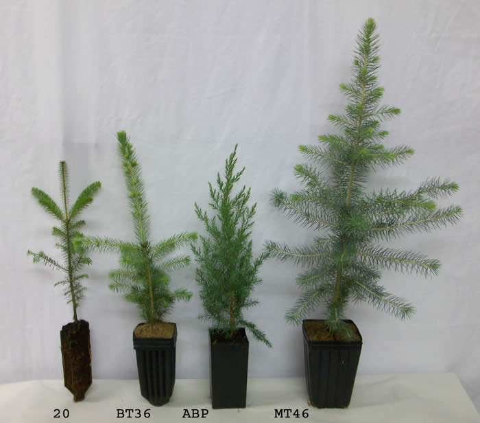 Tree Seedlings Conifers Spruce Pine Fir Larch And Cedar
