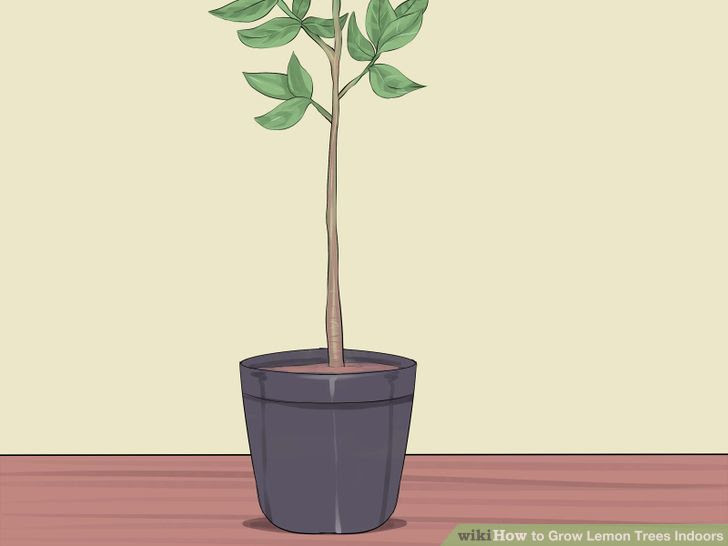 Grow Lemon Trees Indoors Step 2 Version 2.jpg
