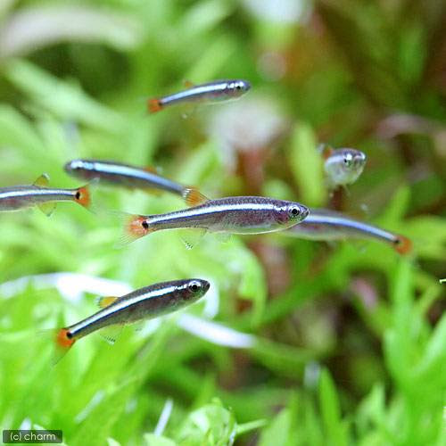 最強の小型観賞魚アカヒレ コッピー の特徴を紹介 アクアリウムの始め方