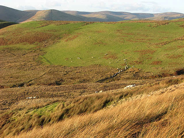 File:Sheep by the Hoghill Burn - geograph.org.uk - 683279.jpg