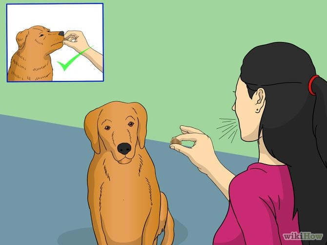 Train Your Dog to Shake Its Head Step 5 Version 2.jpg