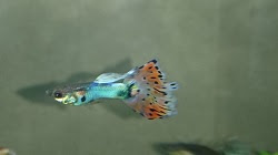 熱帯魚サークル 神戸グッピー倶楽部 神戸市内の人気スポット情報 デートスポットガイド あぷり神戸 神戸市のサークル 趣味 ブログ紹介 神戸市の趣味サークル ブログ ペット