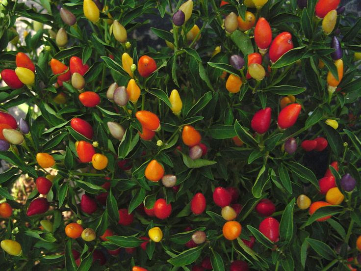 Ornamental Pepper Full sun | Garden Ideas | Pinterest