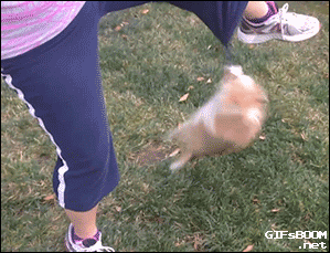 funny animals cute cats jerk fail