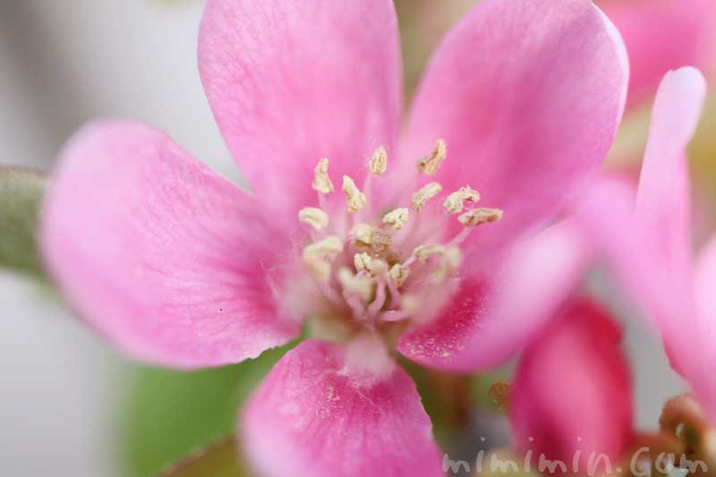 カリンの花の写真 花言葉 みみみんブログ