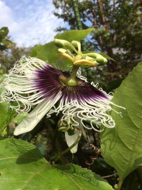 受難なパッションフルーツの花と実のカーテン のんびり沖縄離島一人旅