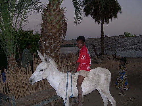 Nubian Kid on Donkey