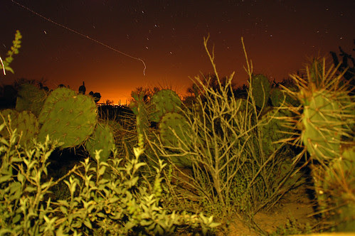 plants and sky