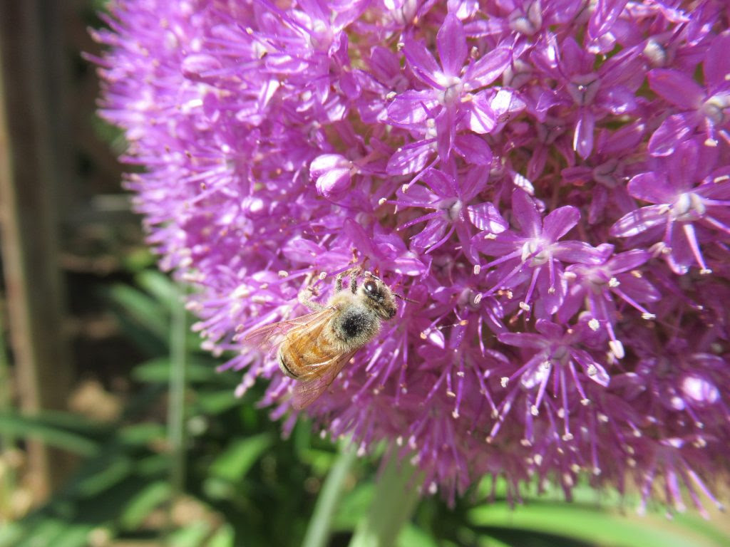 アリウムギガンチウム 今日の花