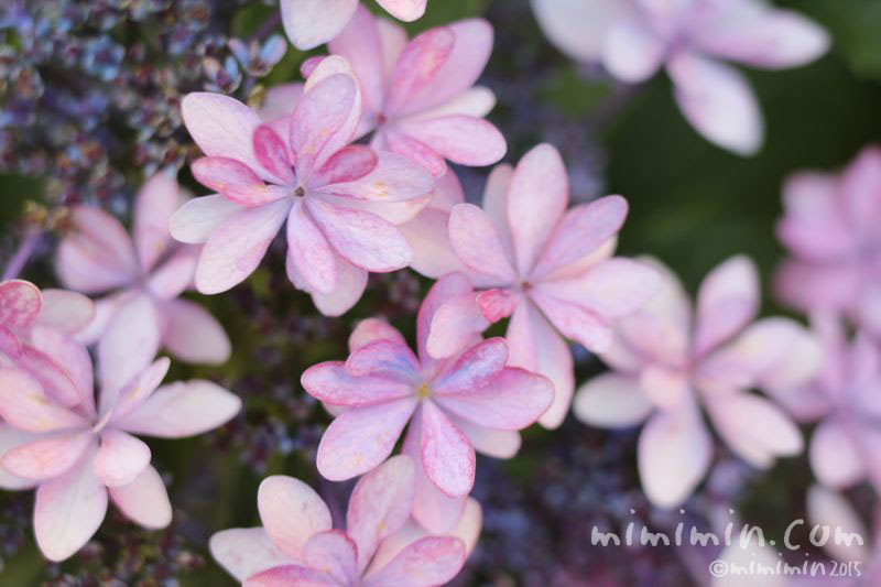 アジサイ 薄いピンク 花の写真 花言葉 みみみんブログ