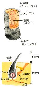 なでしこライフ