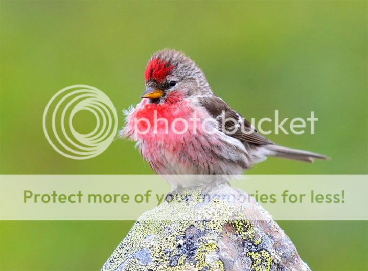  photo Nordfold-4_zps73d93708.jpg