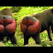 Nalgas De Mandril Download Song