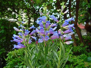 ペンステモン エレクトリックブルー Hiroの雑記帳