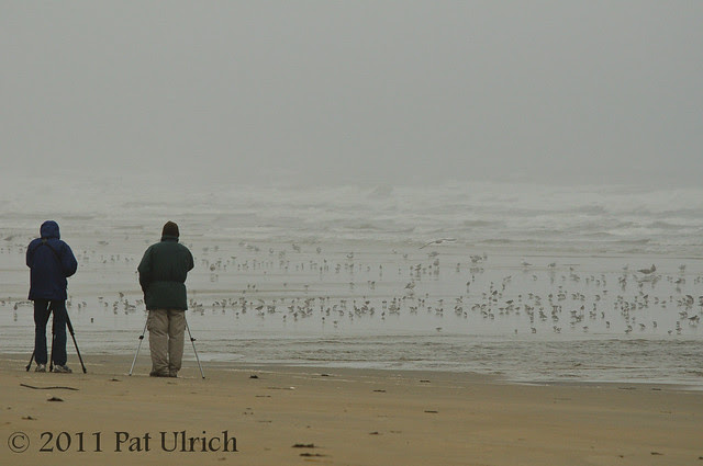 Birders on a dreary morning