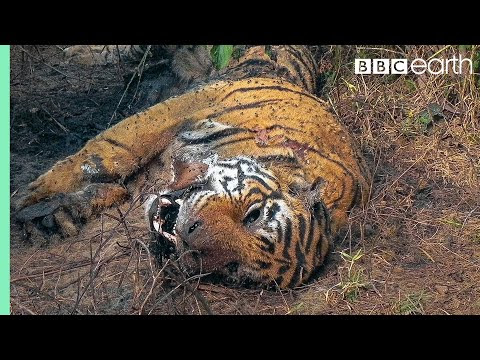 قصة "باغاني" و"راجوري": أنثى النمر التي أبكت العالم