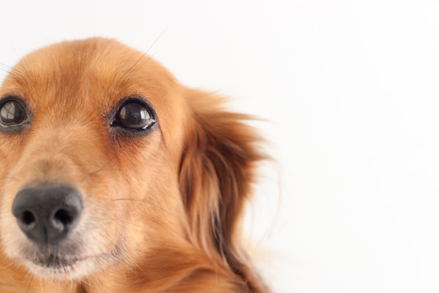 獣医師監修 犬の目が白く濁る 白内障 症状 原因は 予防はできる