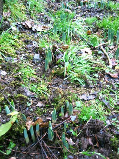 daffodilshoots.jpg