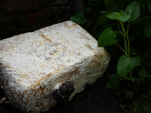 Austernseitlinge 2010 (02)
