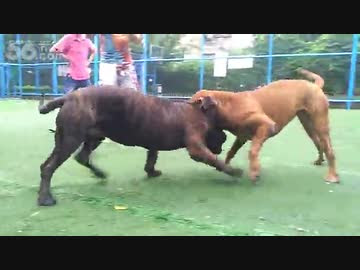土佐犬ｖｓプレサカナリオ 閲覧注意 ニコニコ動画