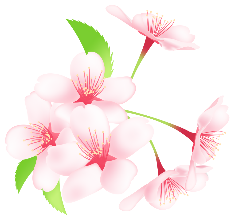 桜 素材 透過