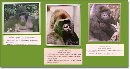 王子動物園 ニシローランドゴリラ