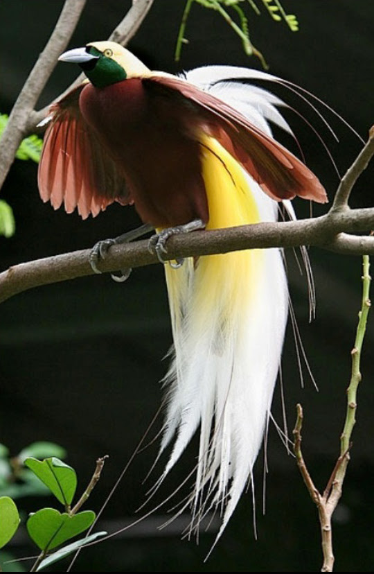  Burung Cendrawasi BELAJAR BERSAMA PAGURUS SP