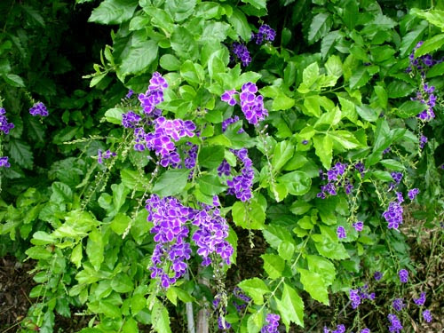 この紫色の花の名前をご存知ですか 幸せの積み木 楽天ブログ