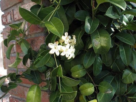 The wax vine, or cape ivy (senecio macroglossus), which has thick waxy succulent leaves, is used as a ground cover in warm regions and as a basket plant indoors . Stephanotis floribunda - Wikipedia