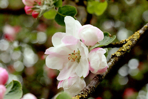 Blossom