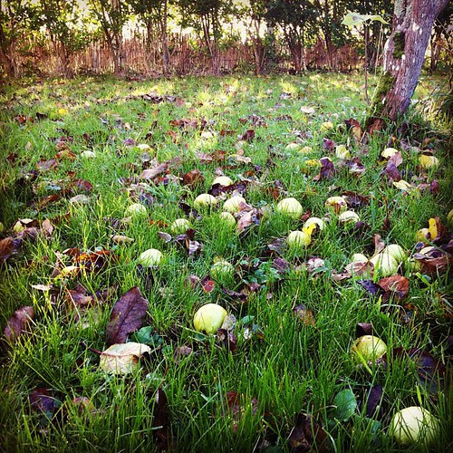 Fallen #normandy #apples