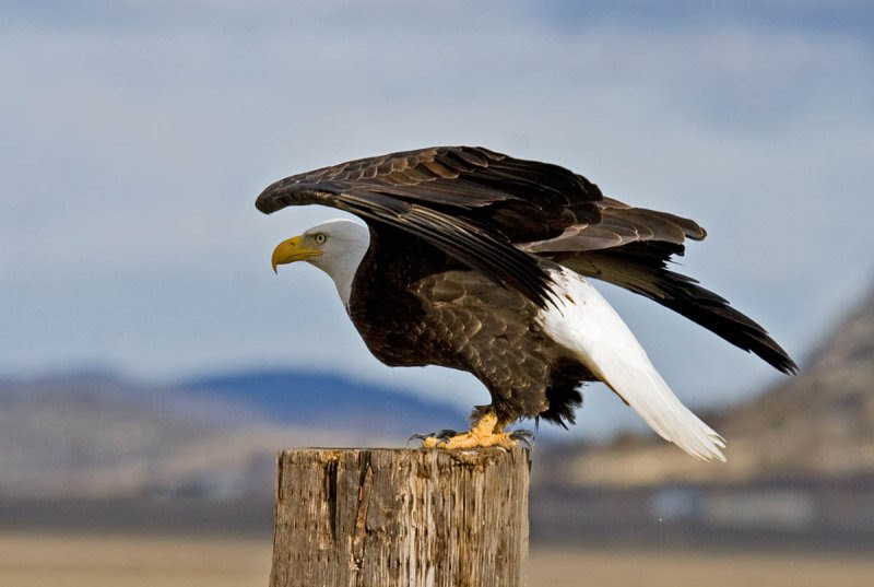 Bald Eagle