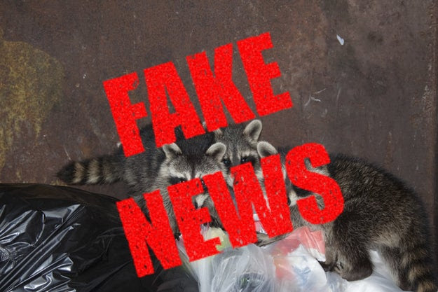 But that's just some anti-raccoon PROPAGANDA.