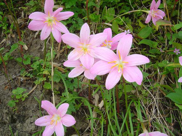季節の花々 これな に ピンクの可愛い花なあに