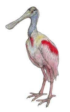 ベニヘラサギ Platalea Ajaja 川崎悟司イラスト集