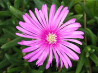 ピンク色の花 色による花の一覧 植物 小さな園芸館