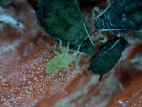 Microscopic Images Of Insects. Aphids and Nymphs insects