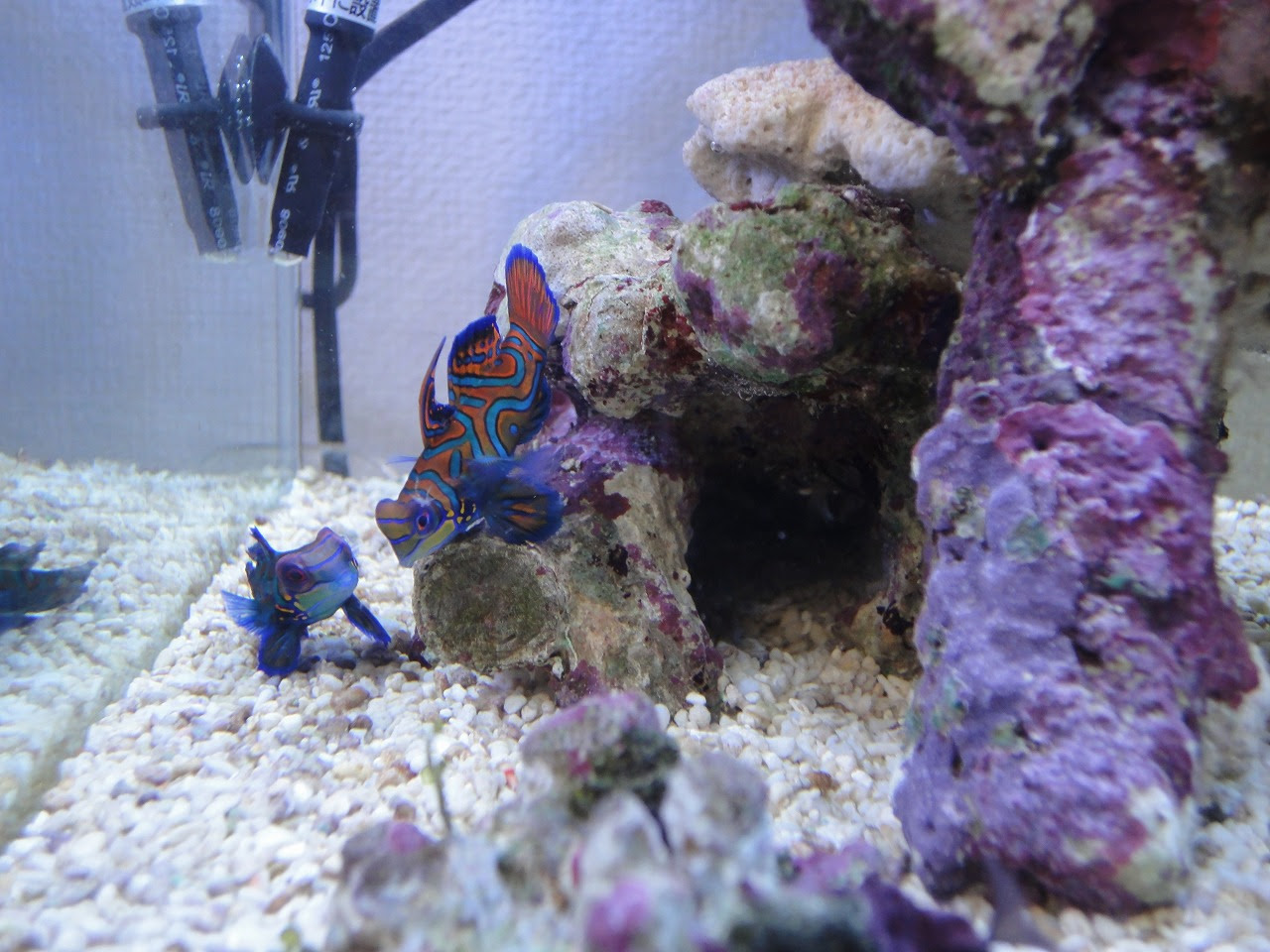 とある水槽のマンダリン マンダリン 混泳