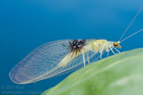 Semachrysa jade new lacewing species IMG_1663 copy