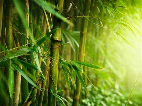 All that being said, some of my favorite plants for shade for south florida landscapes include variegated ginger, florida and yellow anise, lady . Le bambou, un tissu Ã©cologique? | ProtÃ©gez-Vous.ca