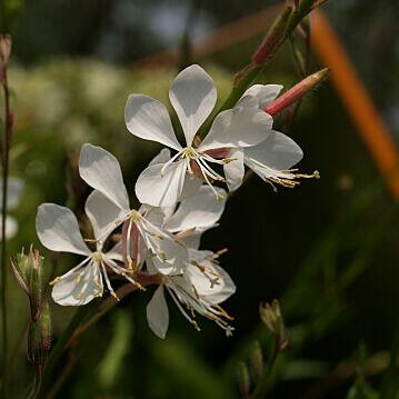 ガウラの育て方 ヤサシイエンゲイ