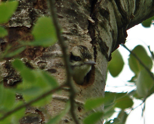 Hairy Woodpecker nesting