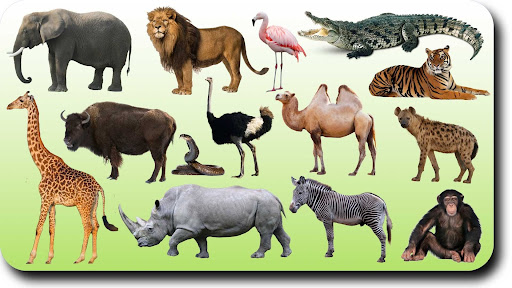 Animals Name In Hindi And English With Photo