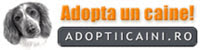Adoptii Caini