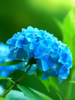 Sunny 花 アジサイ 紫陽花